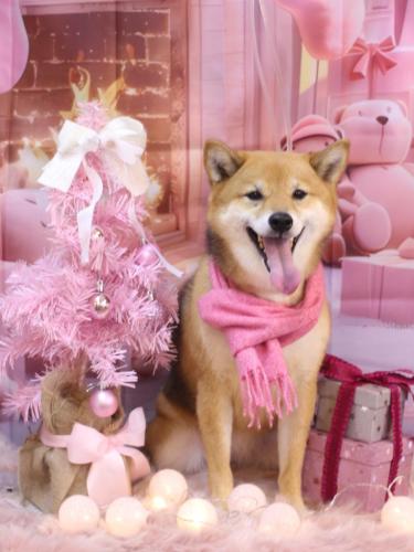 20241229リンちゃん